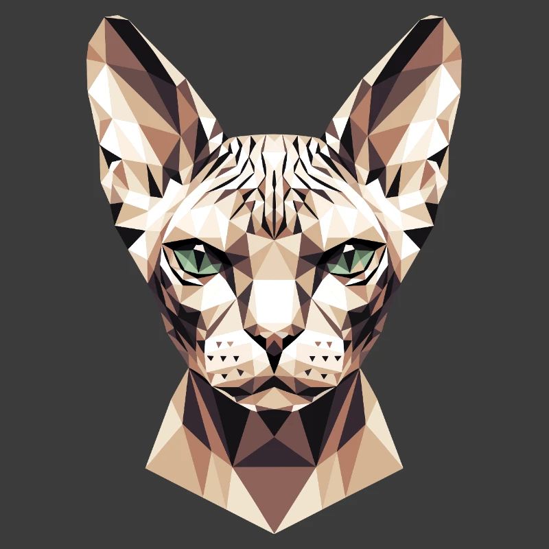 Sphynx Chat Sphynx Chat Chat Canadien Sphinx mignon