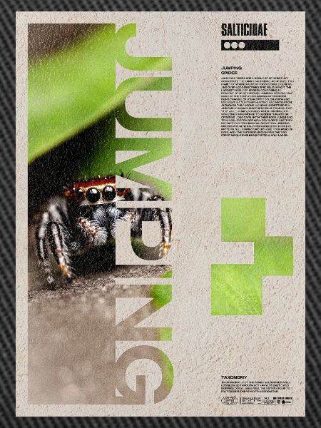 Jumping Spider Modern Art