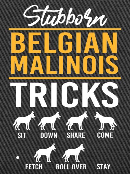 Belgischer Malinois