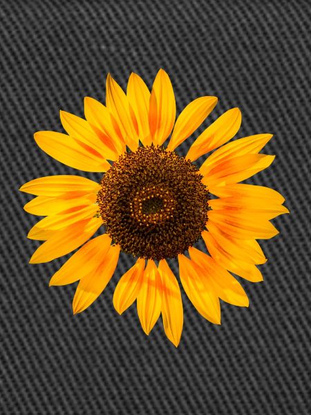 Sonnenblume