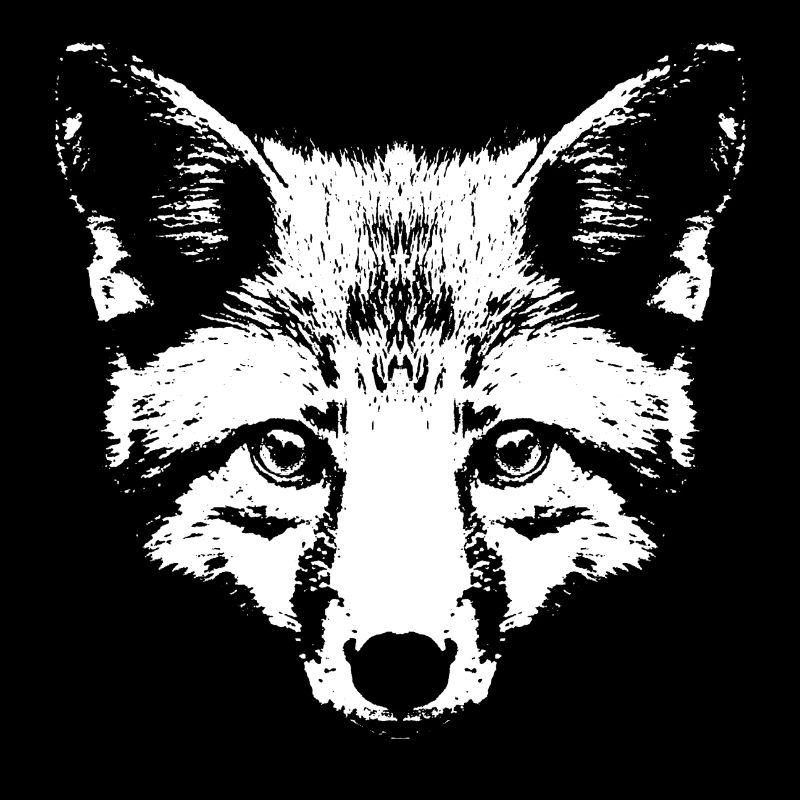 Fuchs in Weiß / Kopf / Portrait