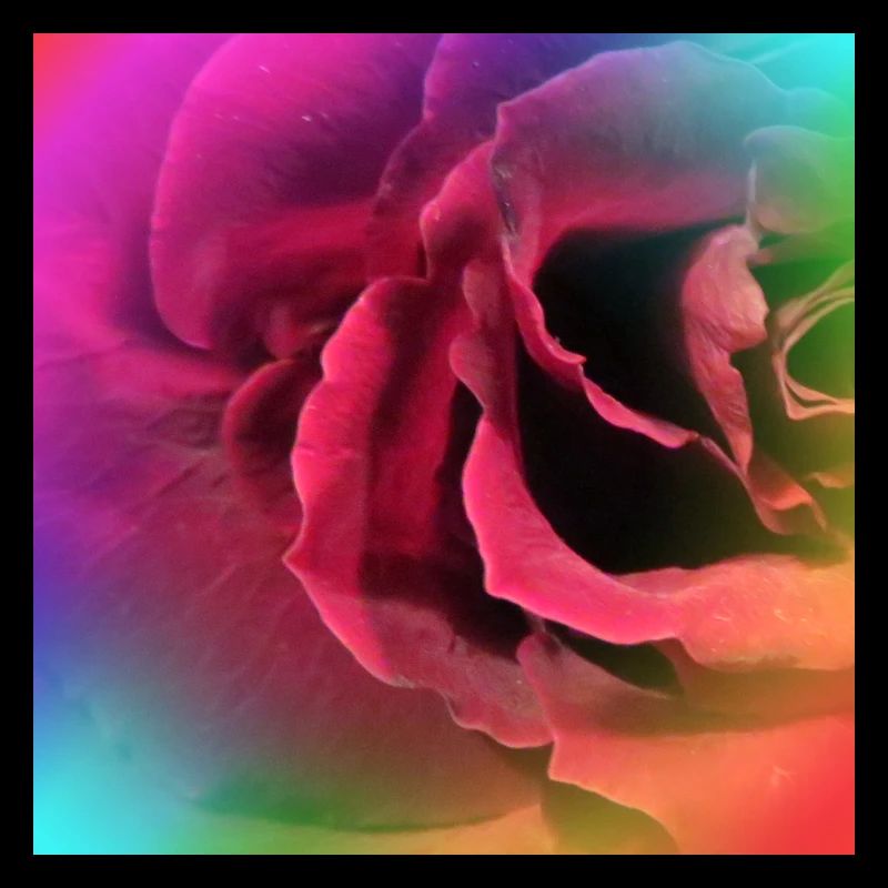 Photo multicolore créative d’une rose