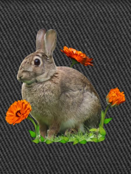 Rabbit Easter Calendula