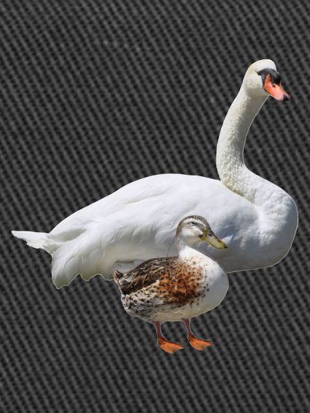 Cygne