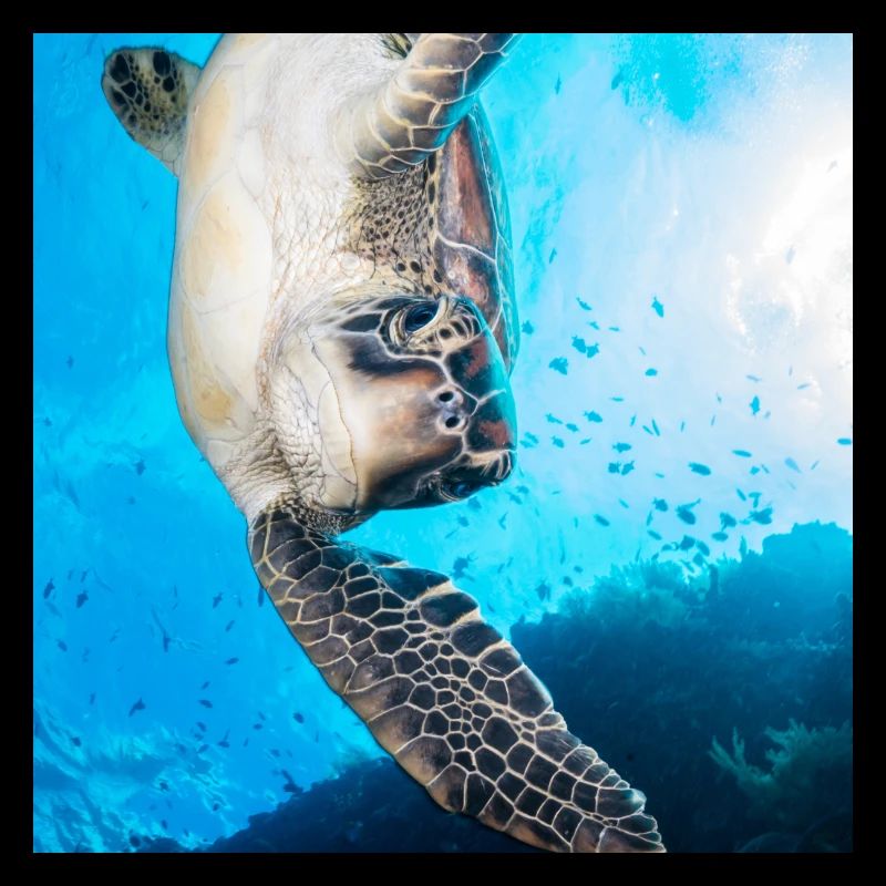 Tortue