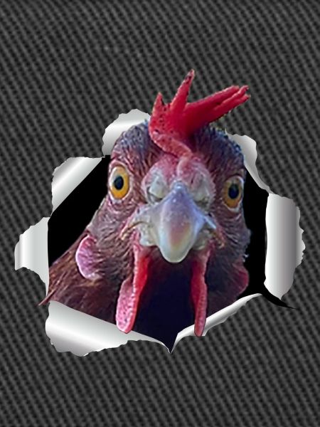 Huhn - zerissenes Papier