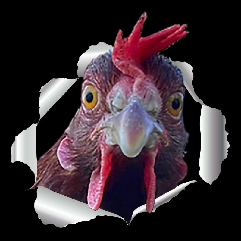 Poulet - papier déchiré