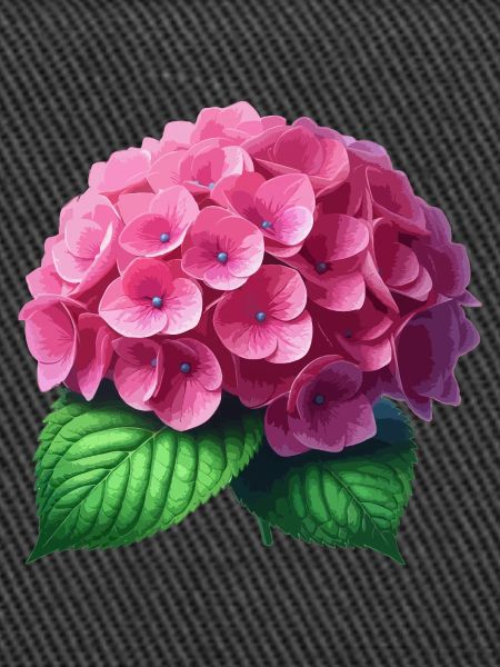Hortensie rosa