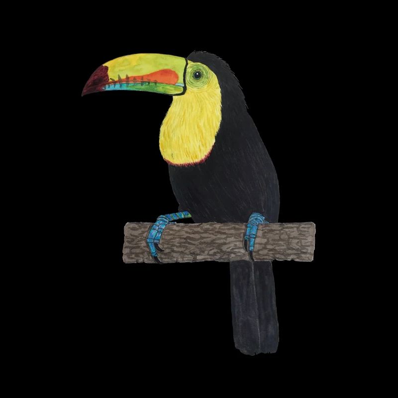 Toucan Jungle Rainforest