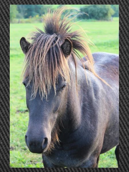 Affiche Cheval Cheval