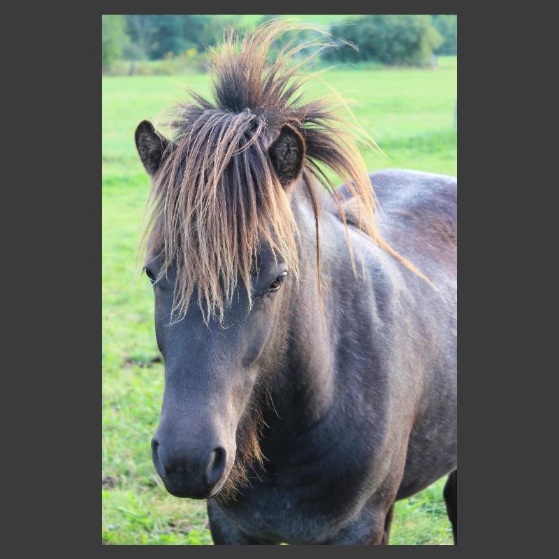 Affiche Cheval Cheval