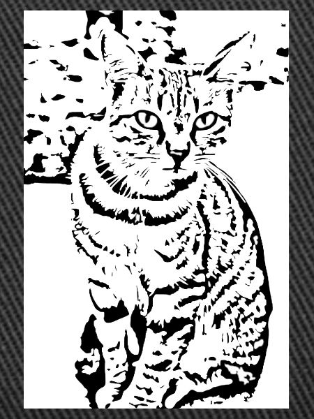 Katze schwarzweiß