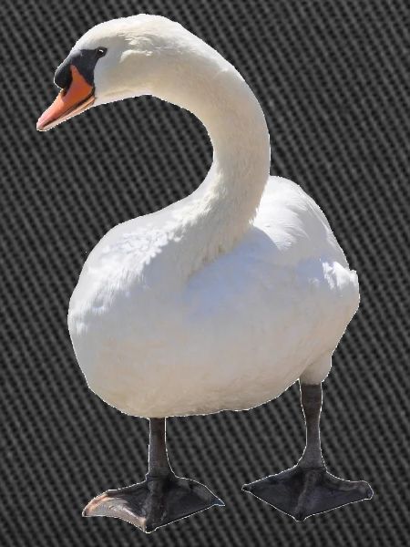 Schwan