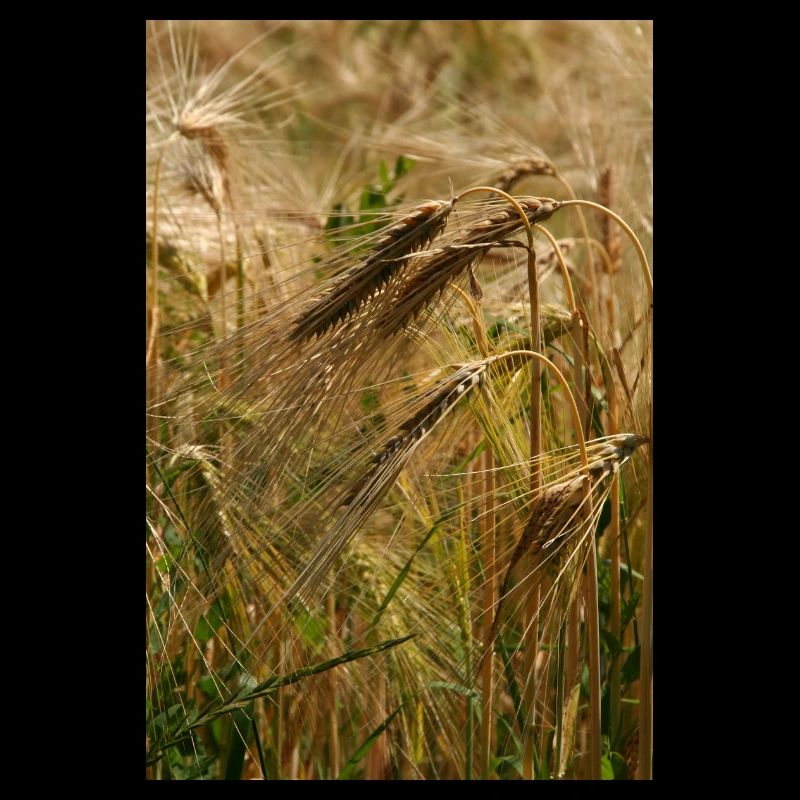 BLÉ D’OR