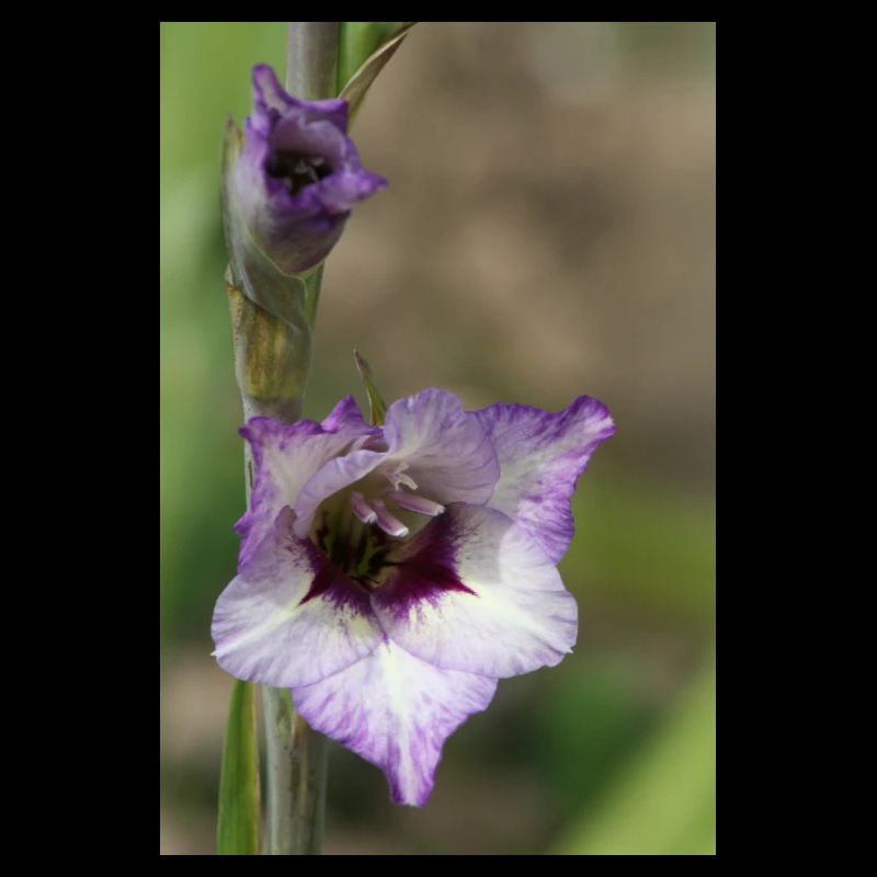 Gladiole – Stärke in Blüte