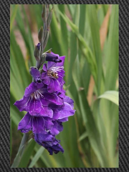 Gladiolus – starch in bloom