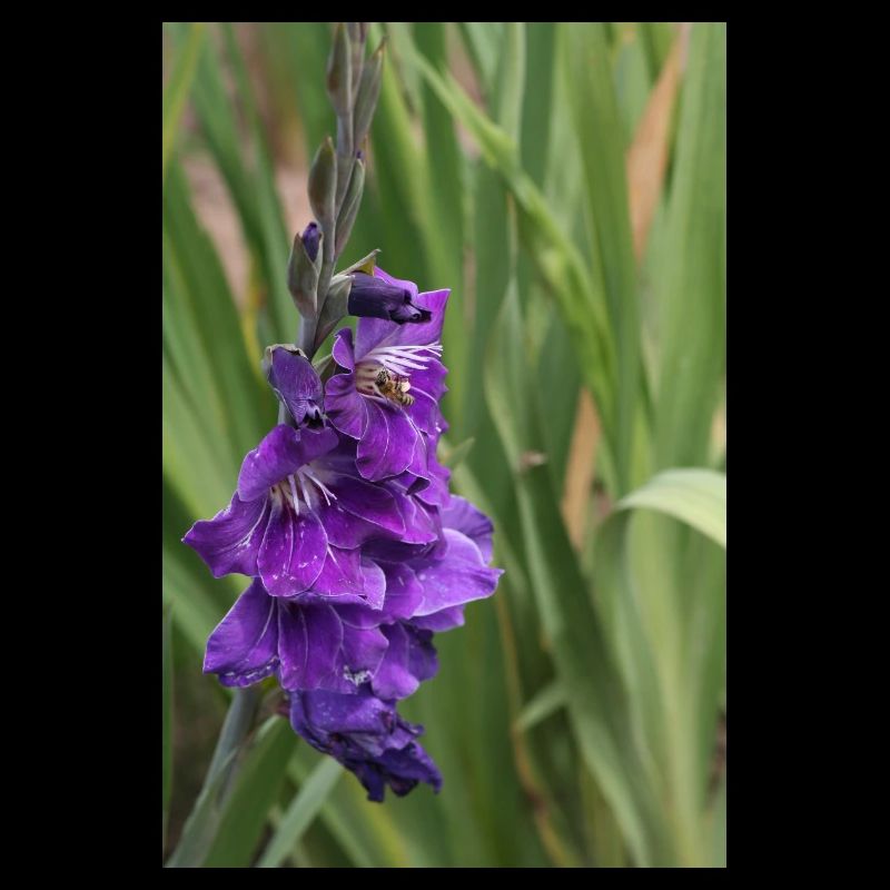 Glaïeul – amidon en fleurs