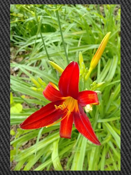FIRE LILY