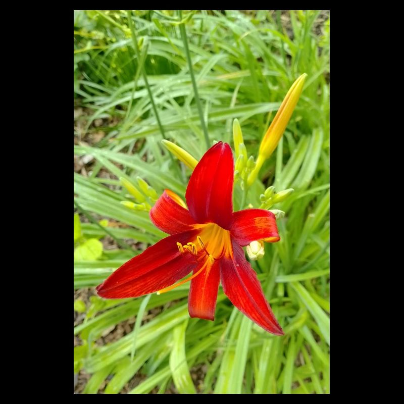 LYS DE FEU
