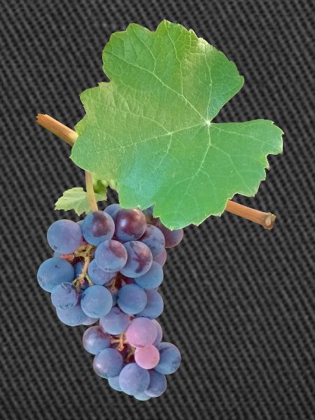 Grapes – fruity elegance