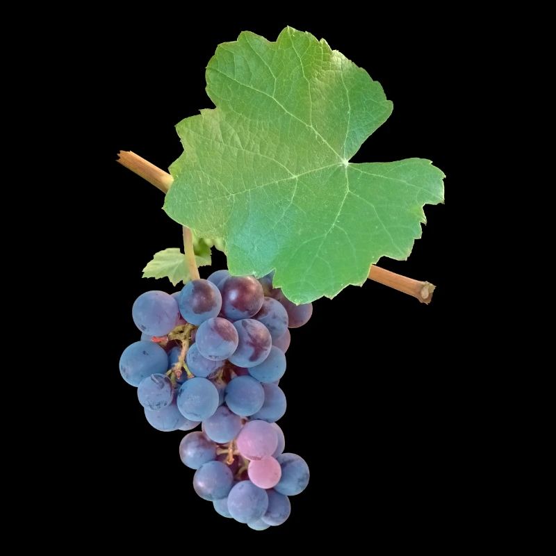 Raisins – élégance fruitée