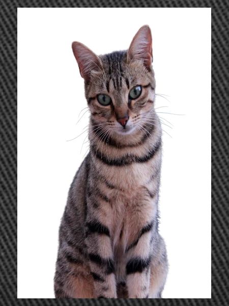 Katze Katzen Kätzchen Tigerkatze