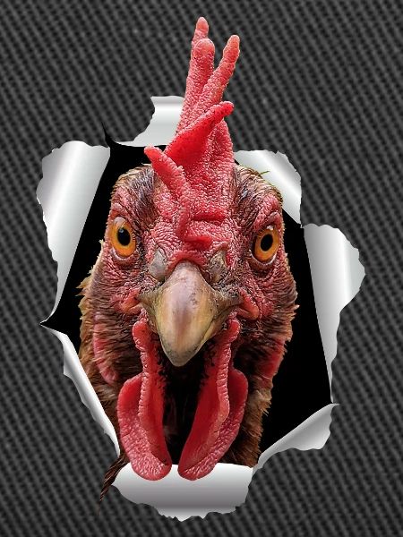 Chicken tears paper