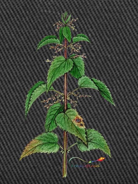 Nettle (Urtica dioica)