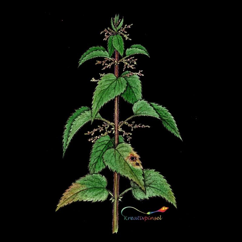 Nettle (Urtica dioica)