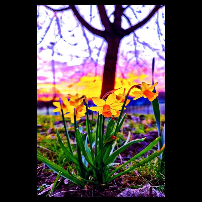 Daffodils at sunset