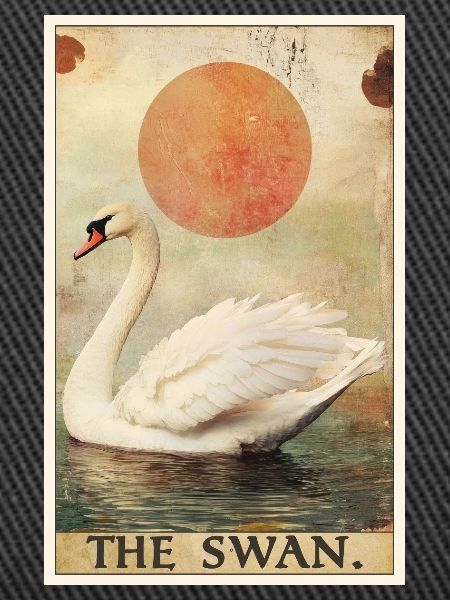 Schwäne Schwan