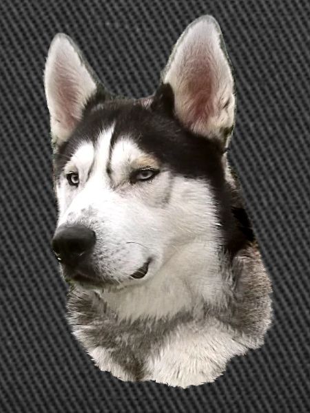 Husky Face Black White