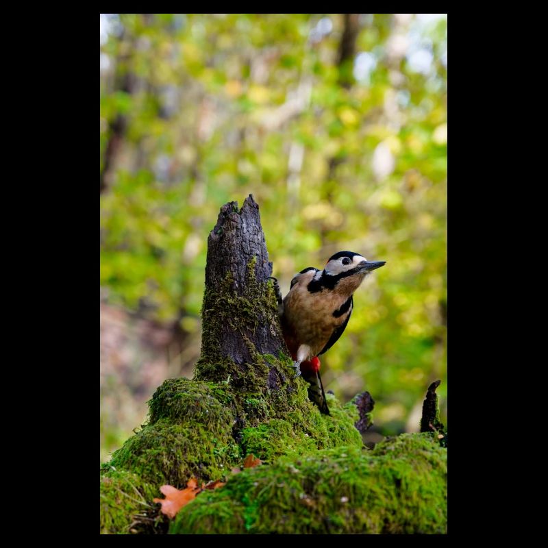 Waldspecht auf moosigem Baumstumpf
