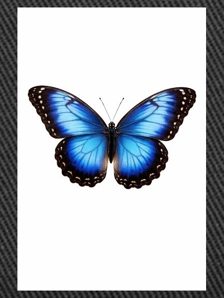 Blue Butterfly Wings
