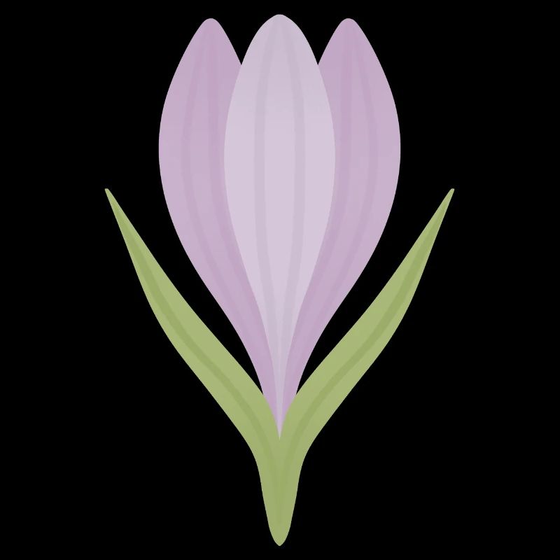 Lilac Crocus Bloom Illustration