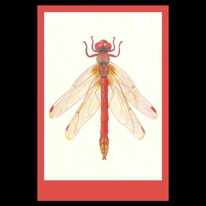 Illustration de la Libellule Rouge
