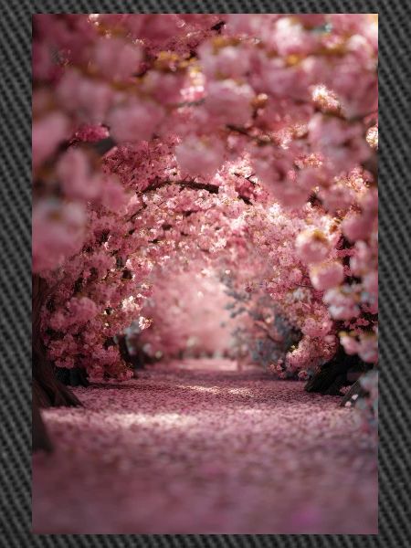 Cherry Blossom Arch Path