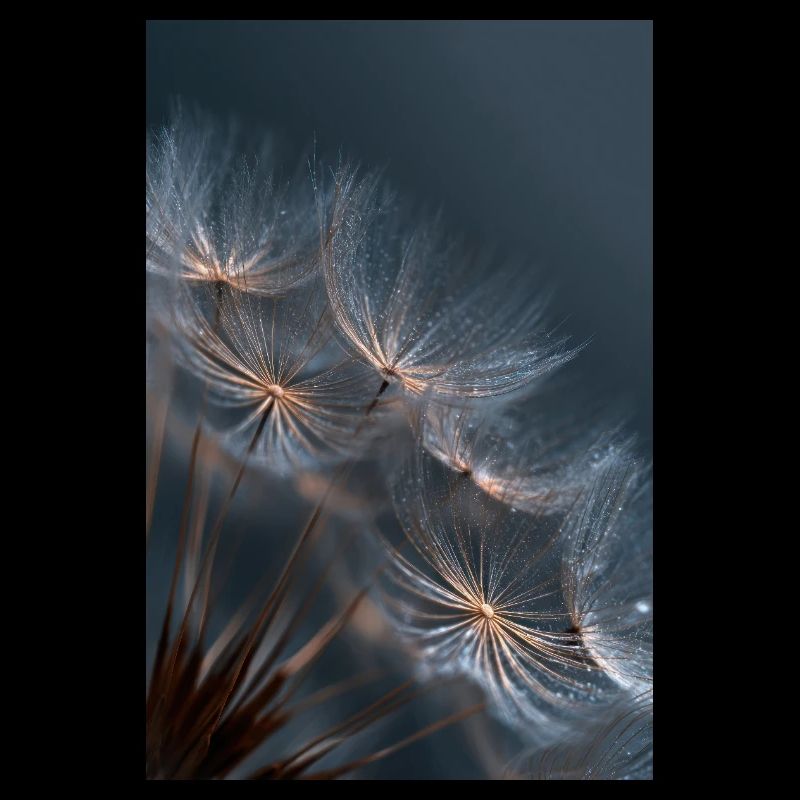 Dandelion Dewlight