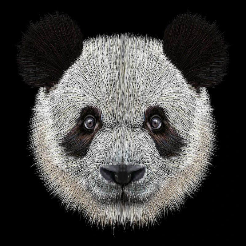 Panda Bear! Doux!