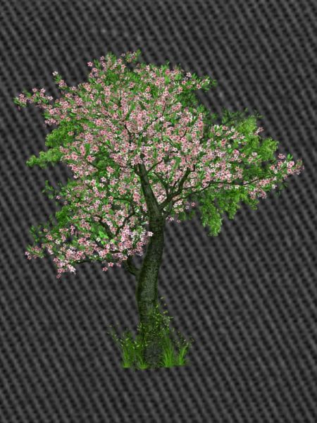 Tree in spring