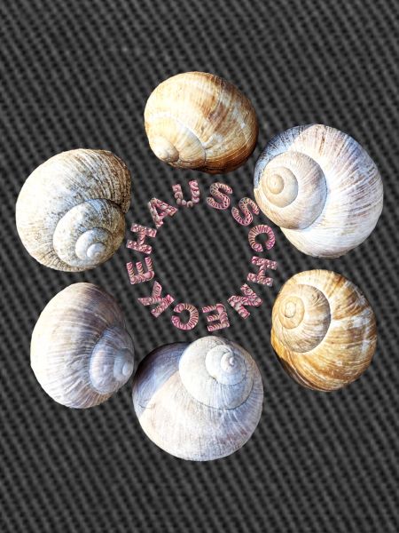 House snail