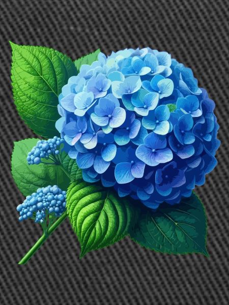 Hydrangea blue