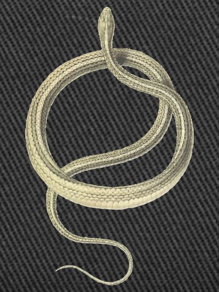 Snake