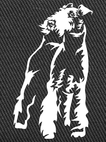 Foxterrier « Black Edition »