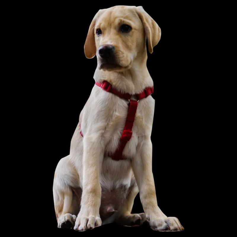 Labrador Welpe im roten Geschirr