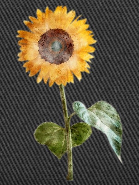 Sonnenblume - Aquarell
