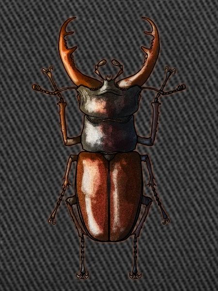 Hirschkäfer