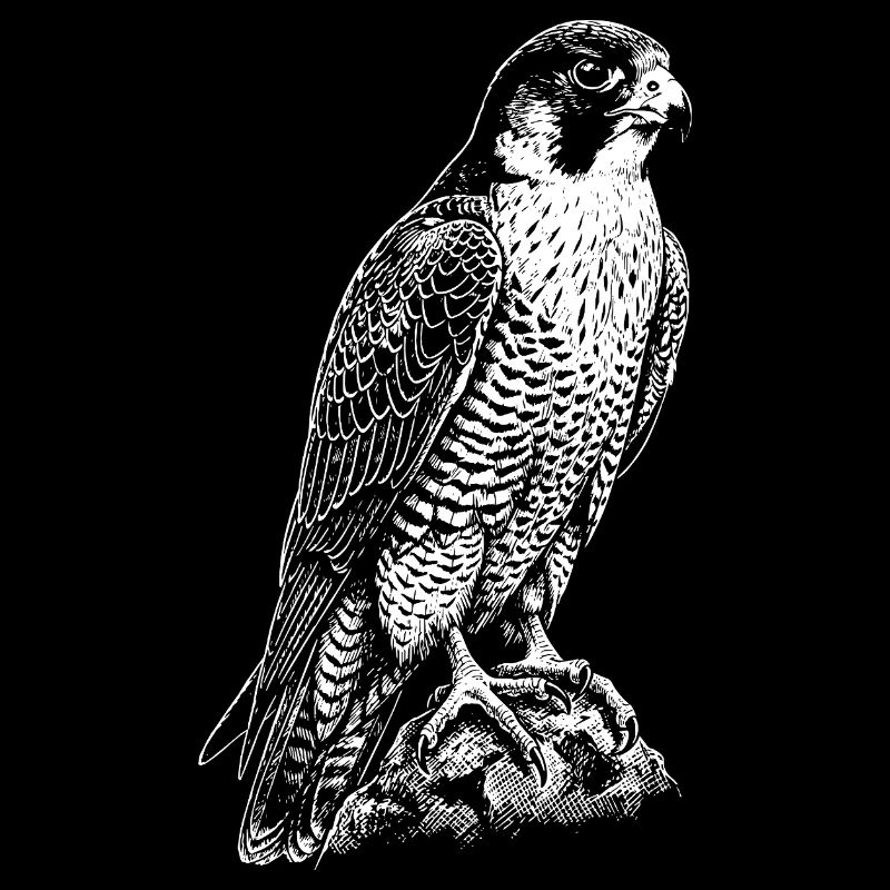 Predatory Falcon Silhouette