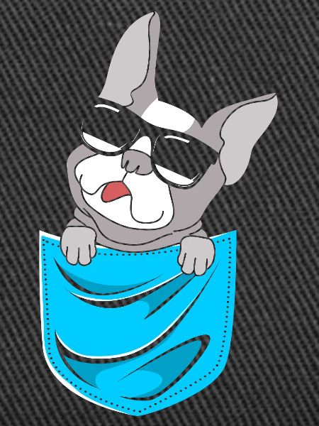 Boston Terrier