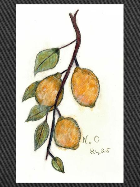 Citronnier